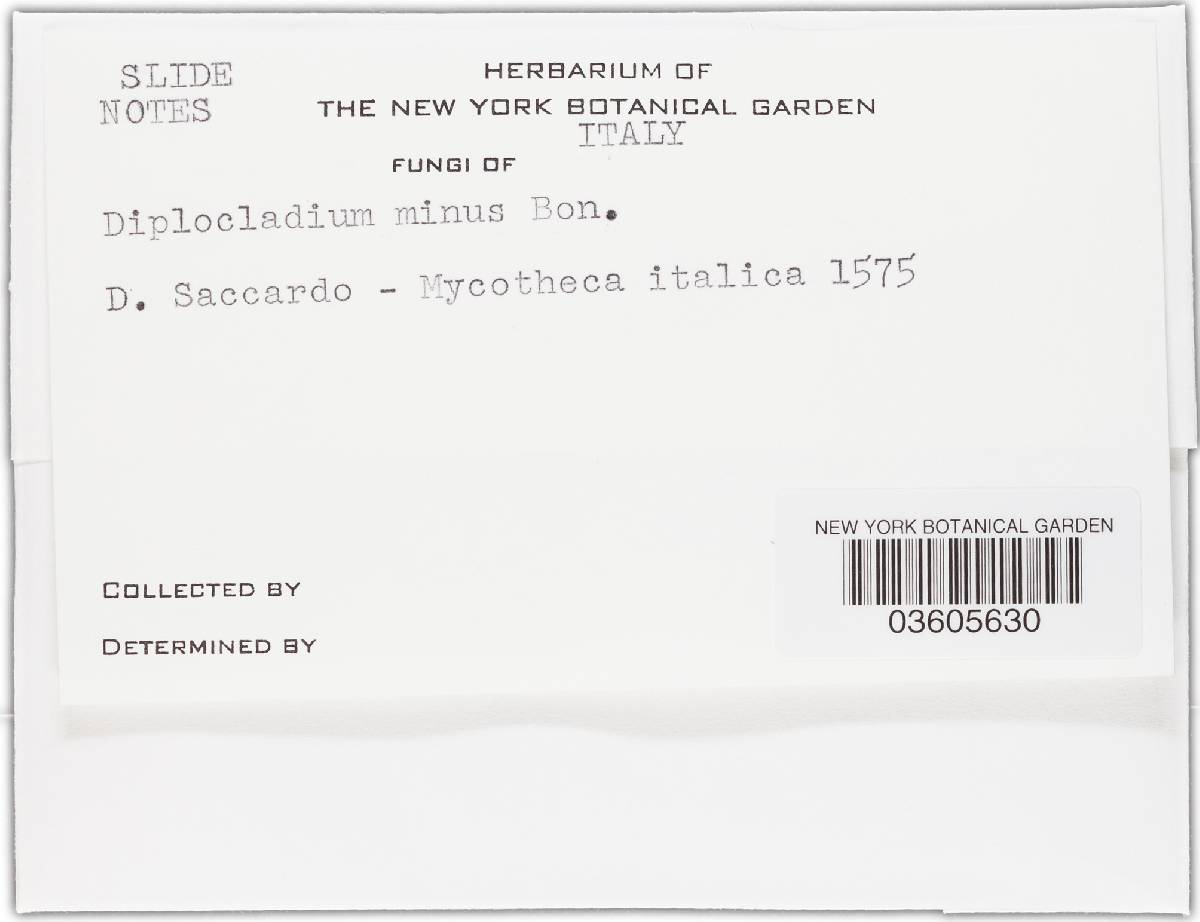 Cladobotryum mycophilum image