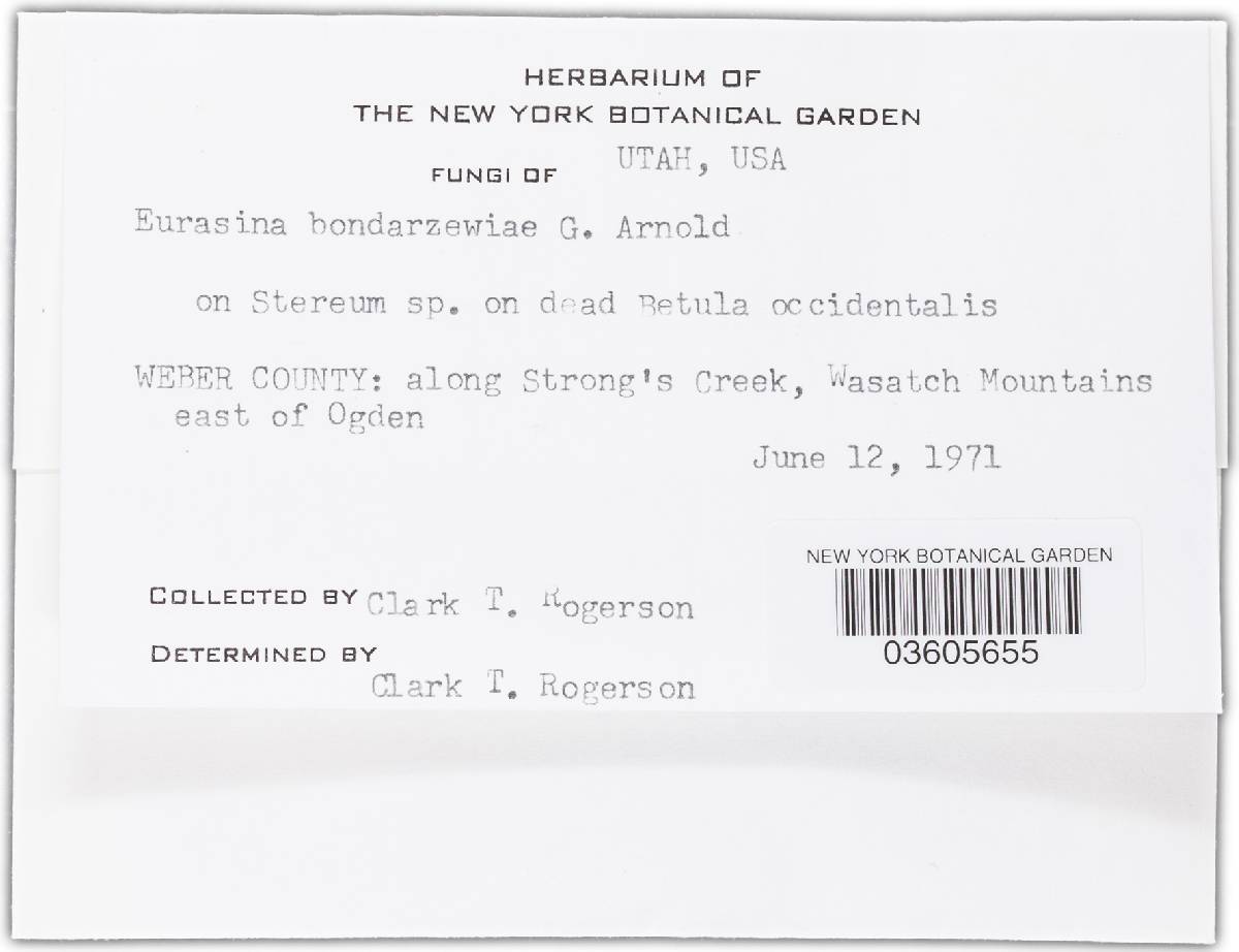 Cladobotryum sphaerocephalum image