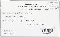 Ramularia adoxae image