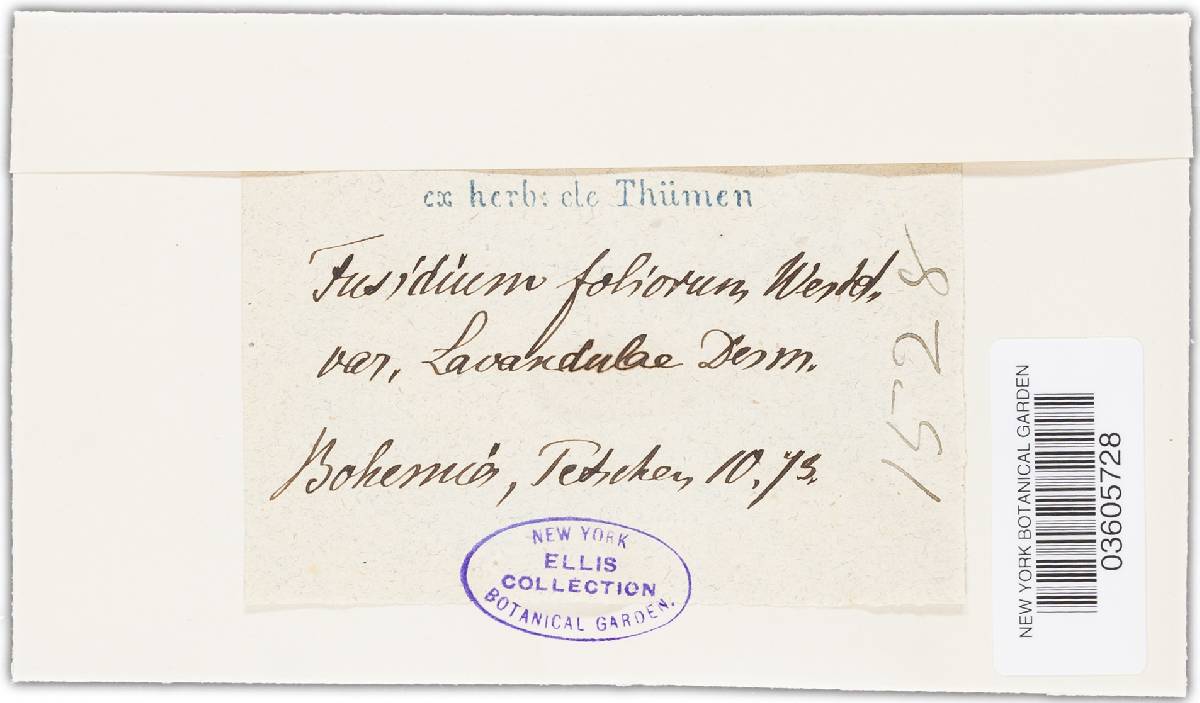 Fusidium foliorum image