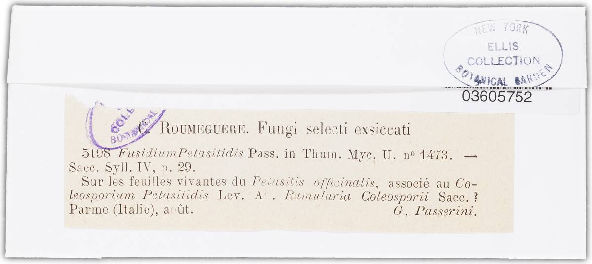 Fusidium petasitidis image