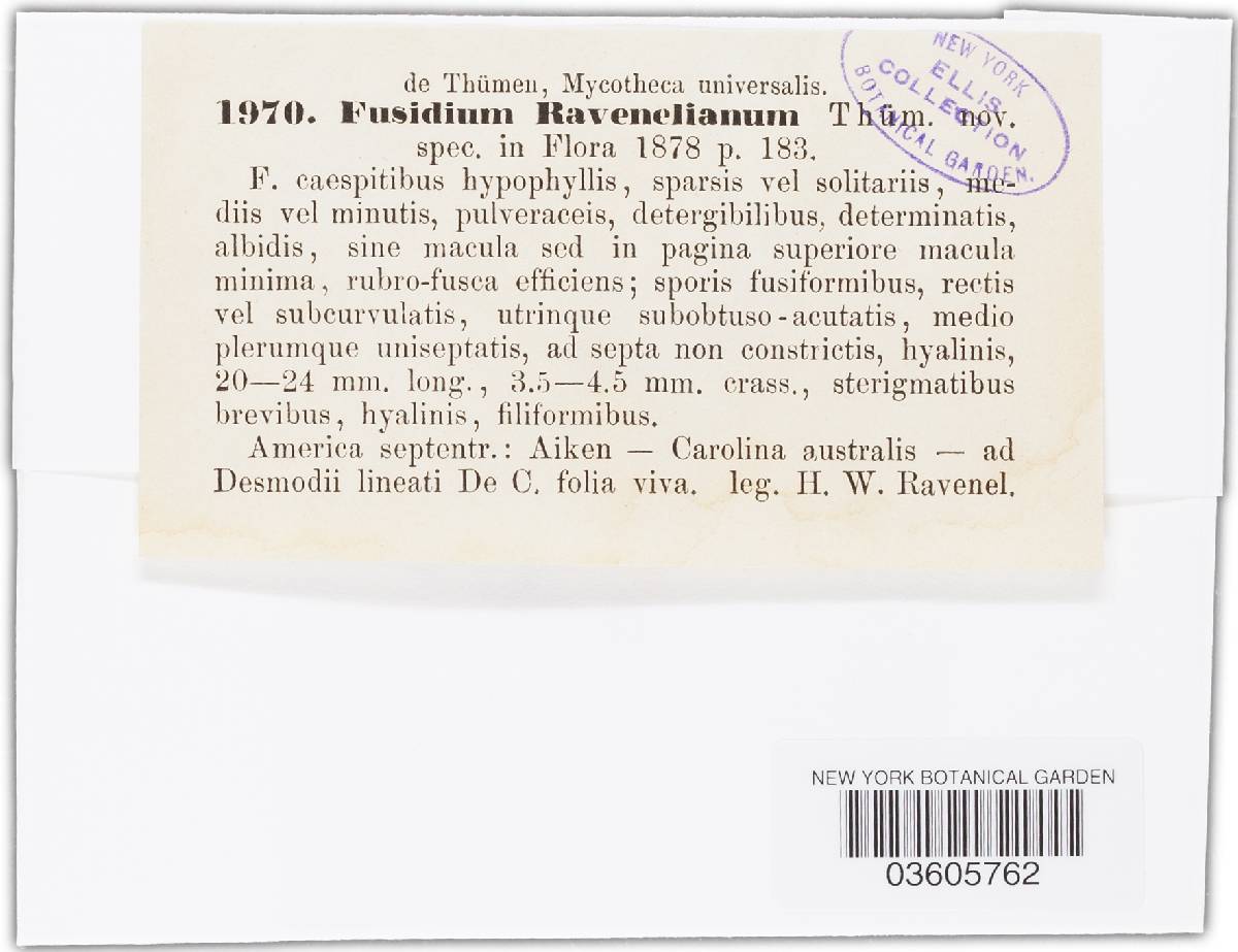 Fusidium ravenelianum image