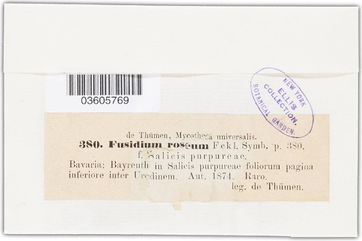 Fusidium roseum image