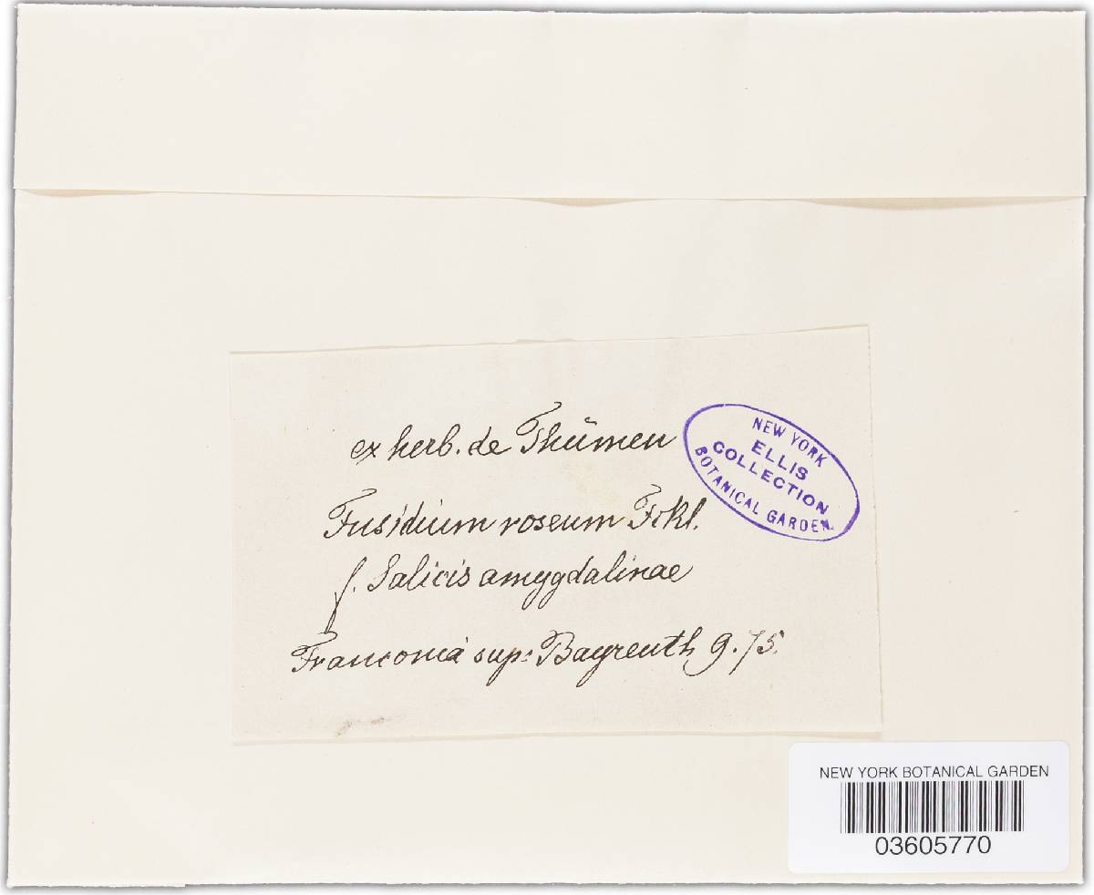 Fusidium roseum image