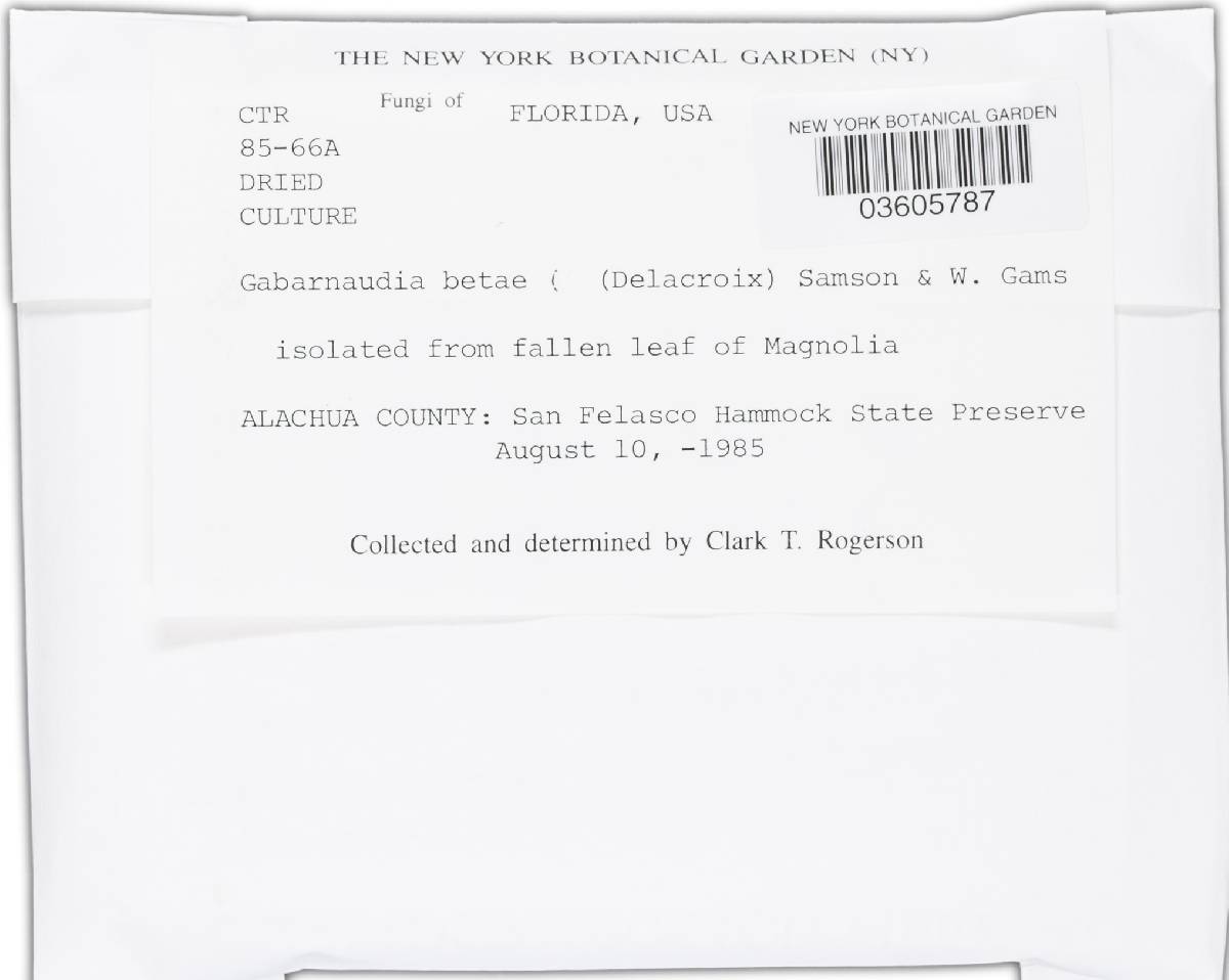 Gabarnaudia betae image