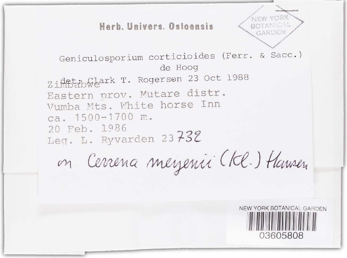 Geniculosporium corticioides image