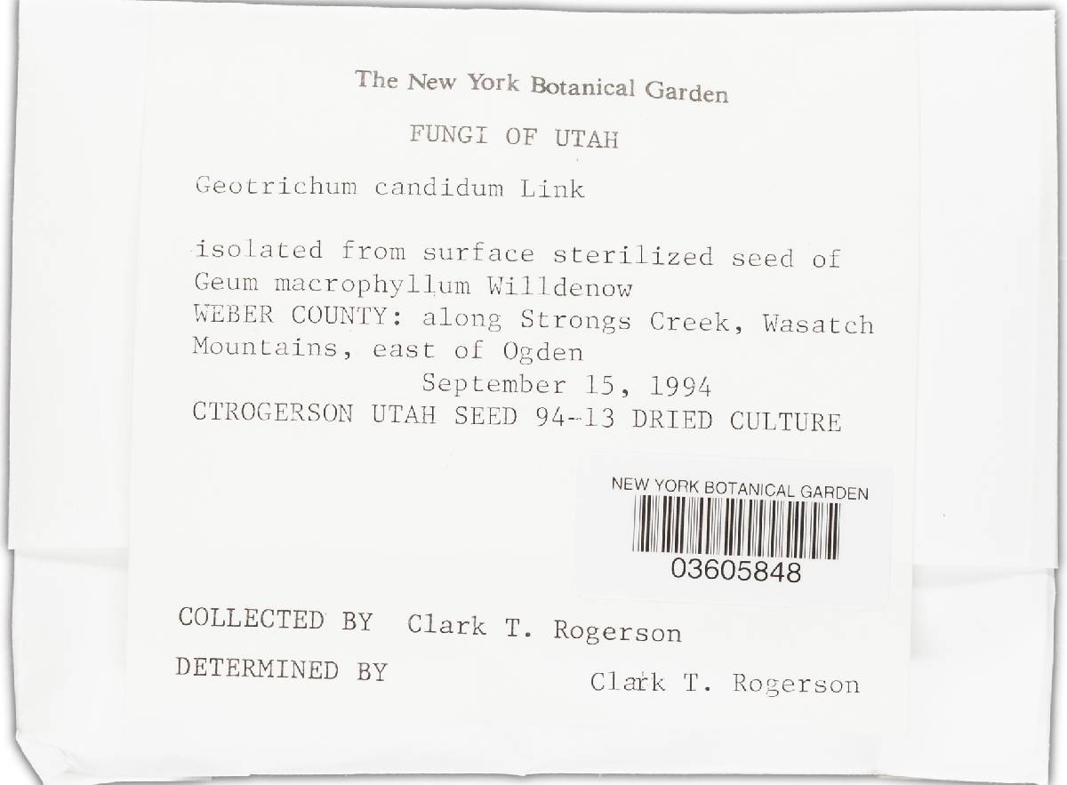 Geotrichum candidum image