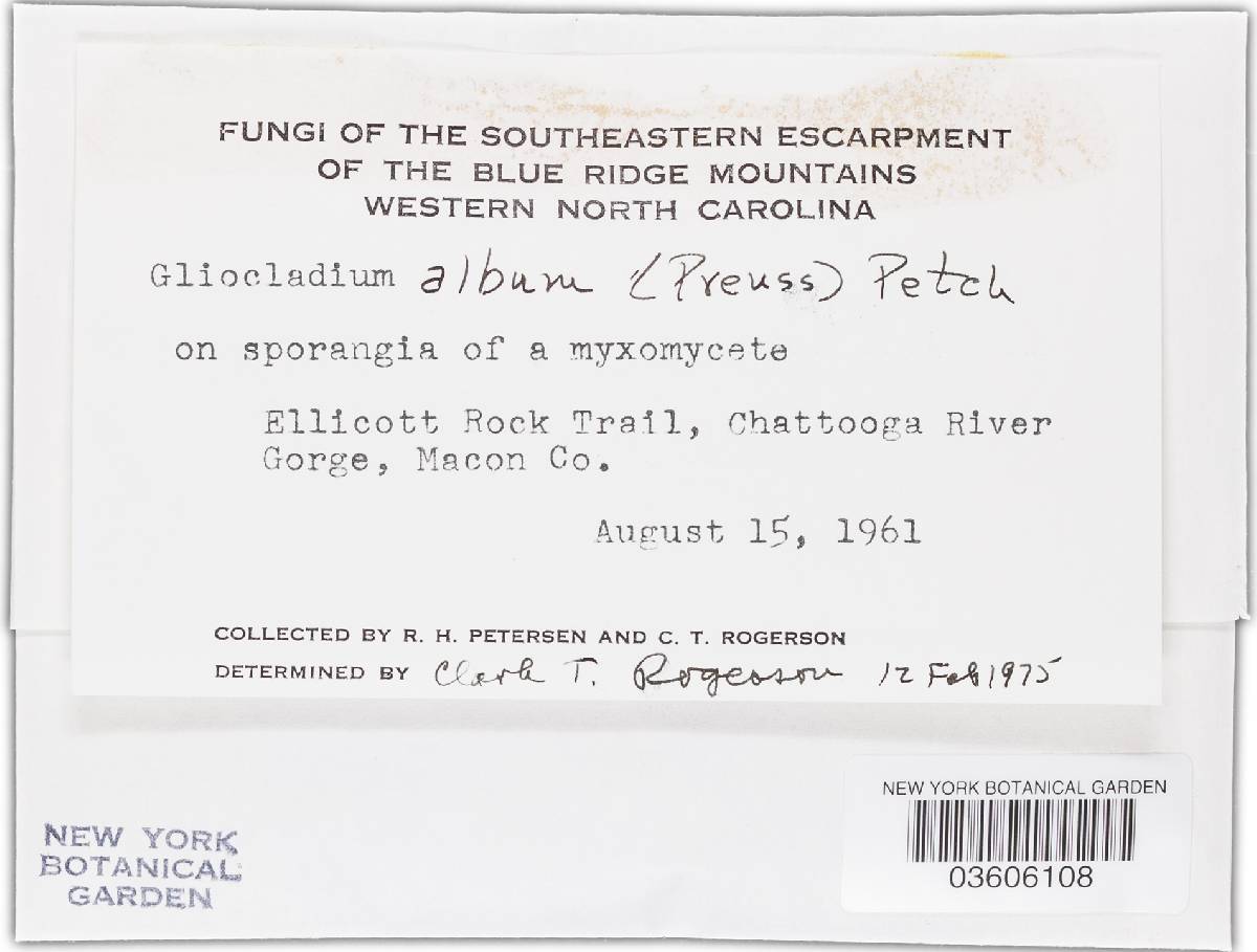 Gliocladium album image