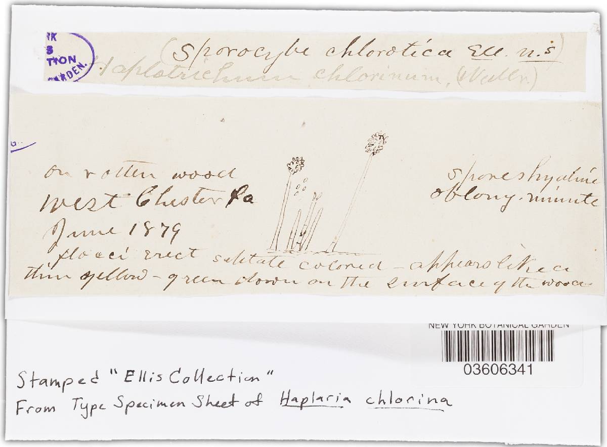Haplaria chlorina image
