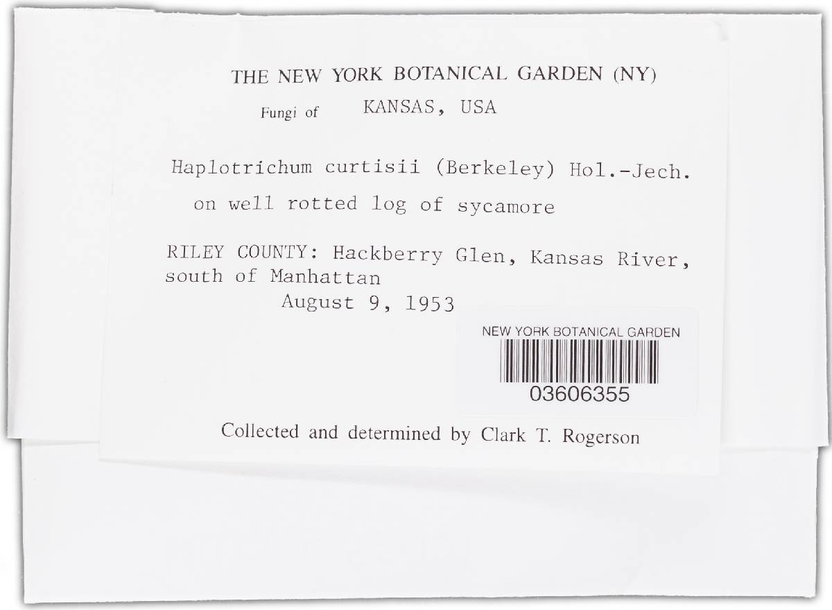 Haplotrichum curtisii image