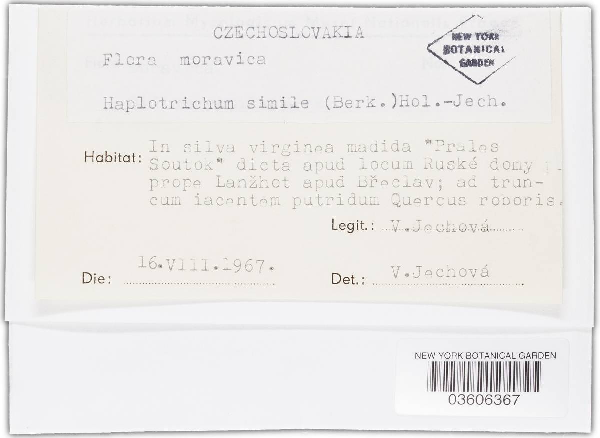 Haplotrichum simile image