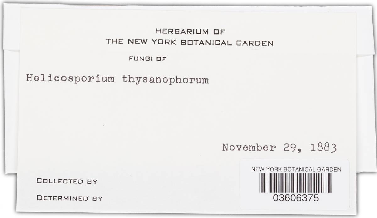 Helicodendron fuscum image