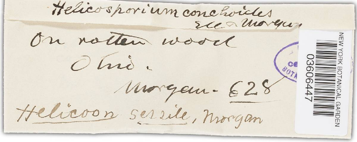 Orbilia luteorubella image