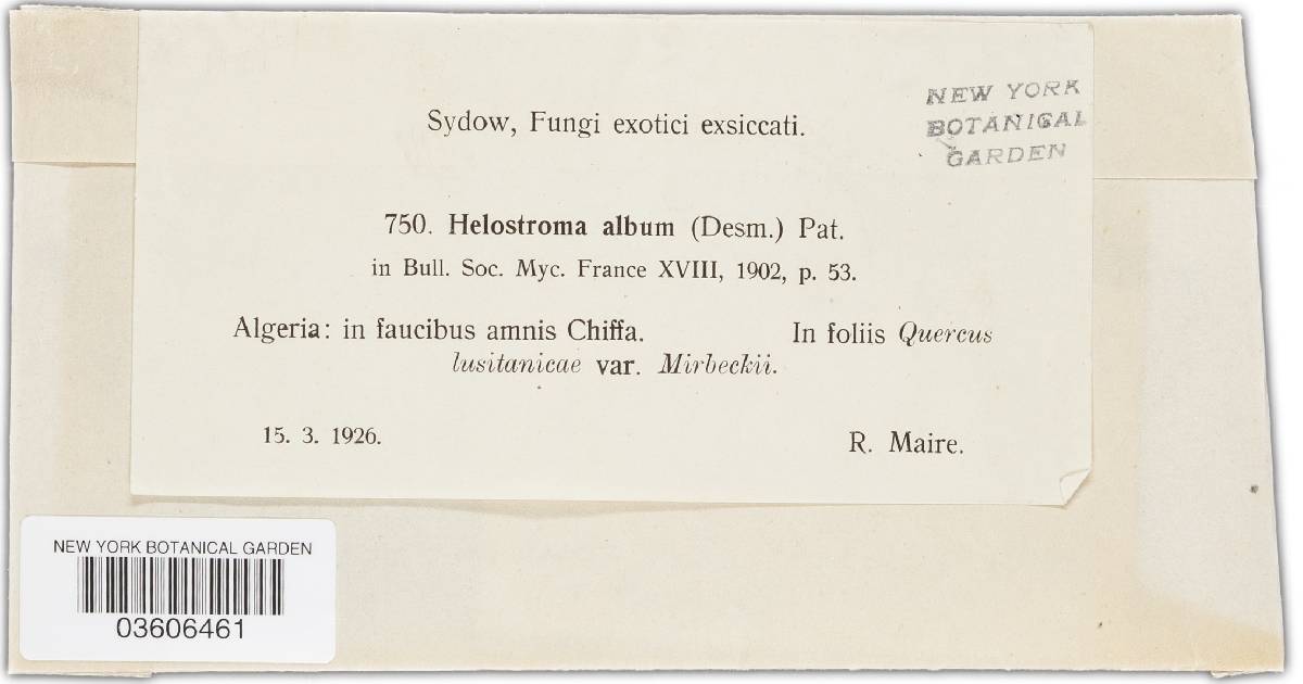 Helostroma album image