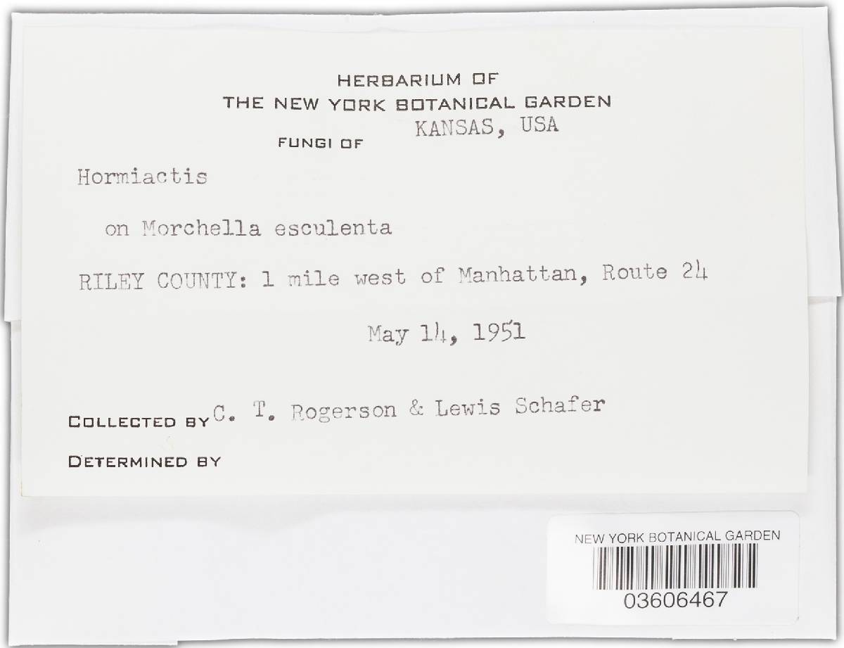 Hormiactis image