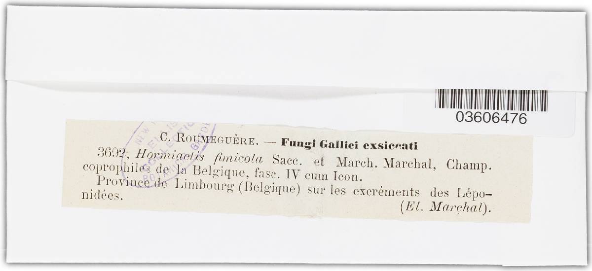 Hormiactis fimicola image