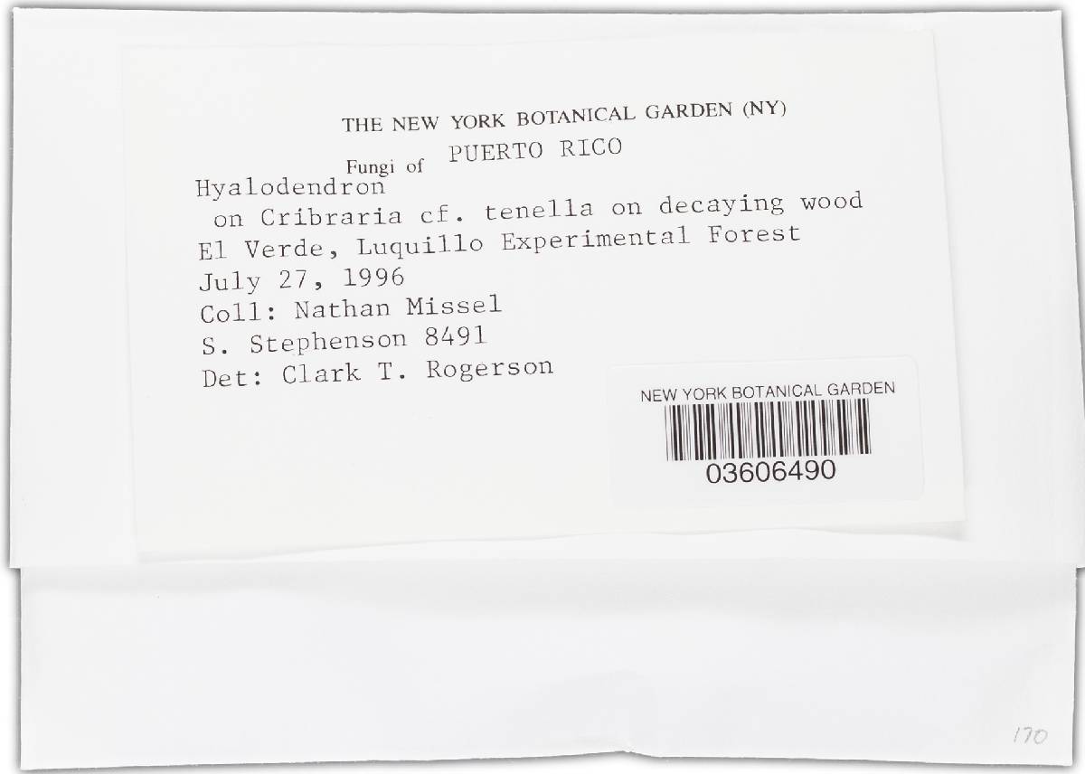 Trichosporonaceae image