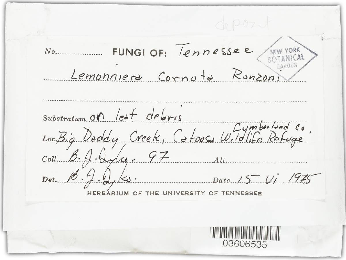 Lemonniera cornuta image