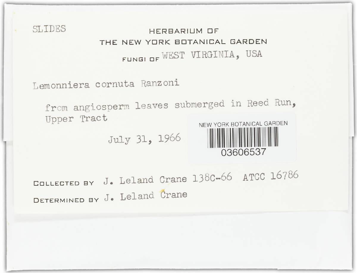 Lemonniera cornuta image