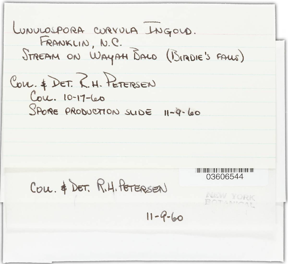 Lunulospora curvula image