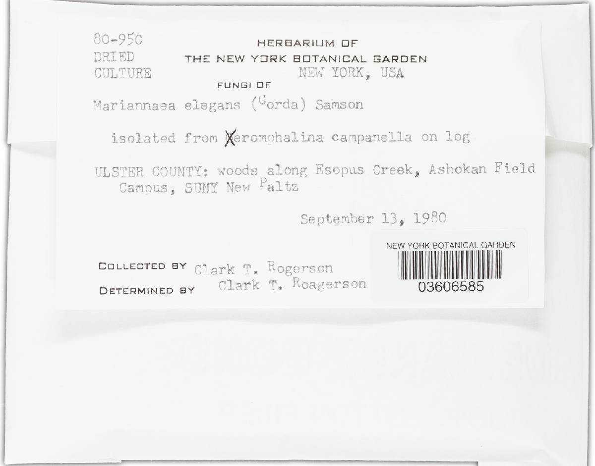 Mariannaea elegans image