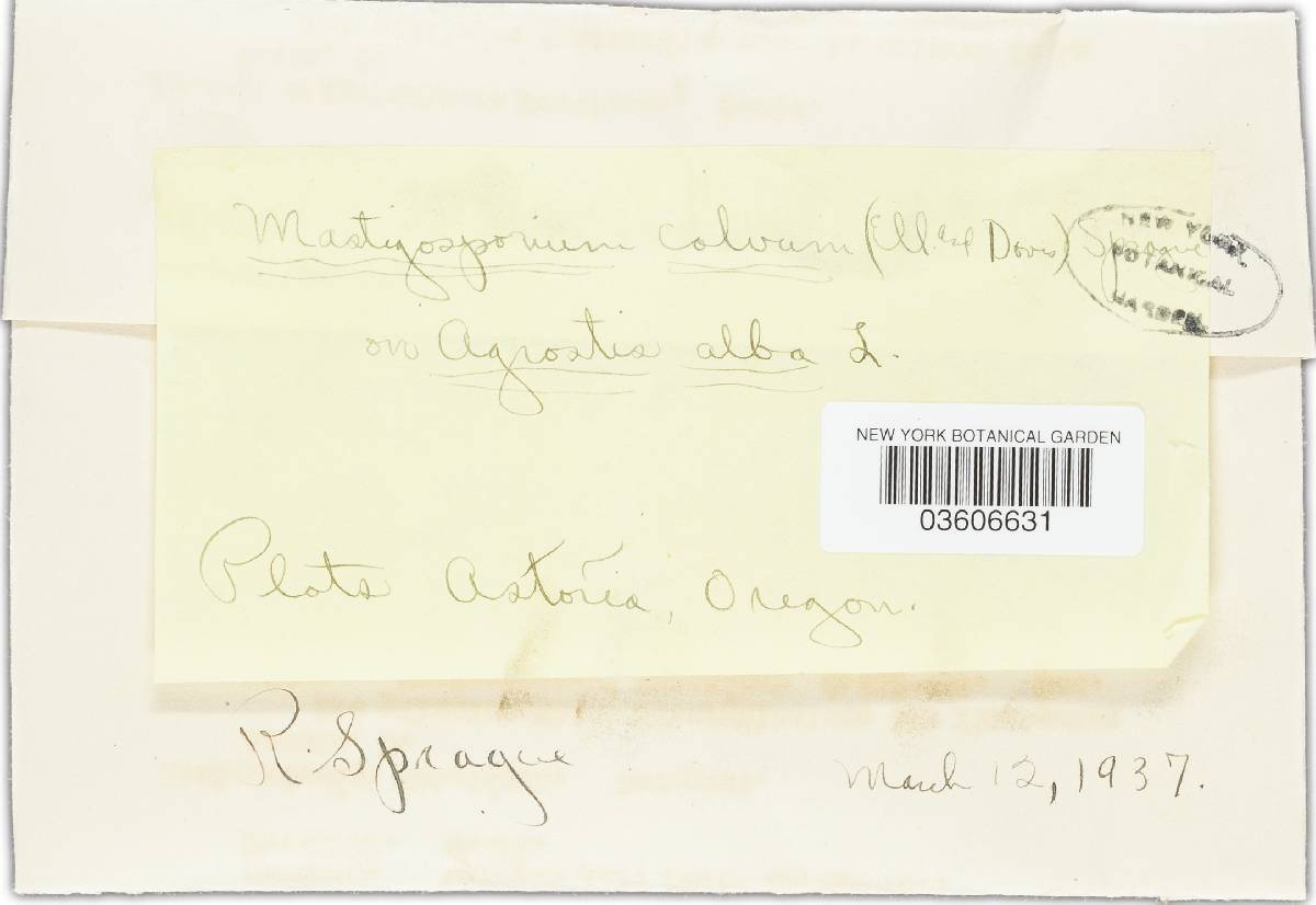 Mastigosporium calvum image