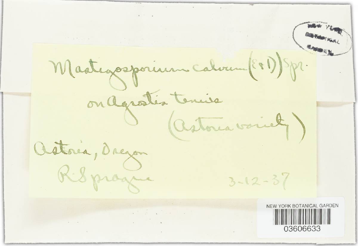 Mastigosporium calvum image