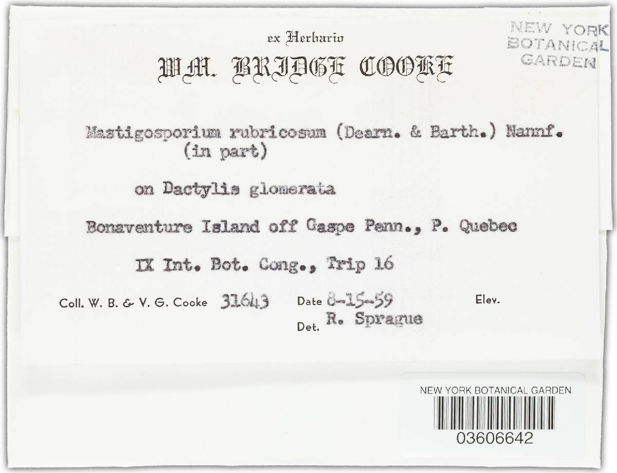 Mastigosporium rubricosum image