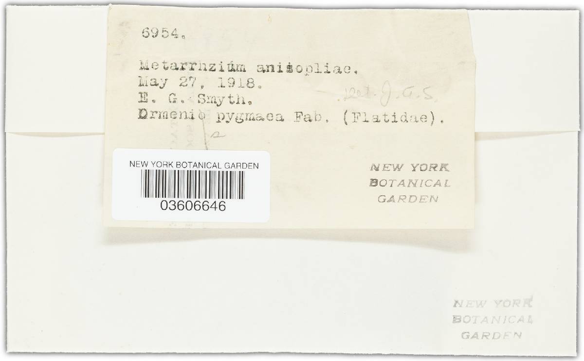 Metarhizium anisopliae image