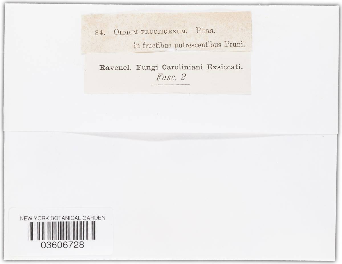 Monilinia fructigena image