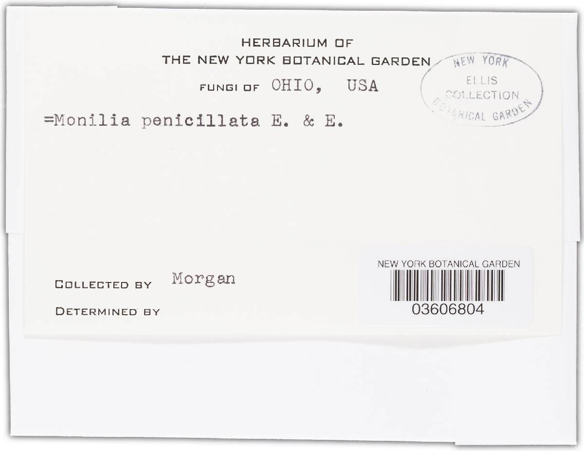 Monilia penicillata image