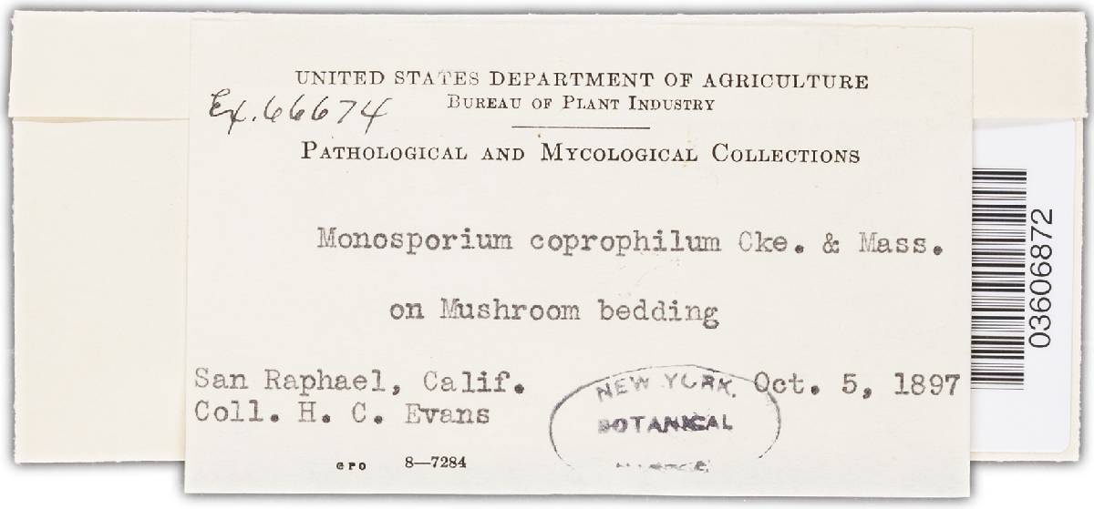 Monosporium coprophilum image