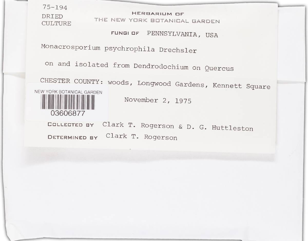 Monacrosporium psychrophilum image