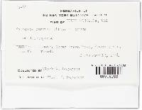 Mycogone cervina image