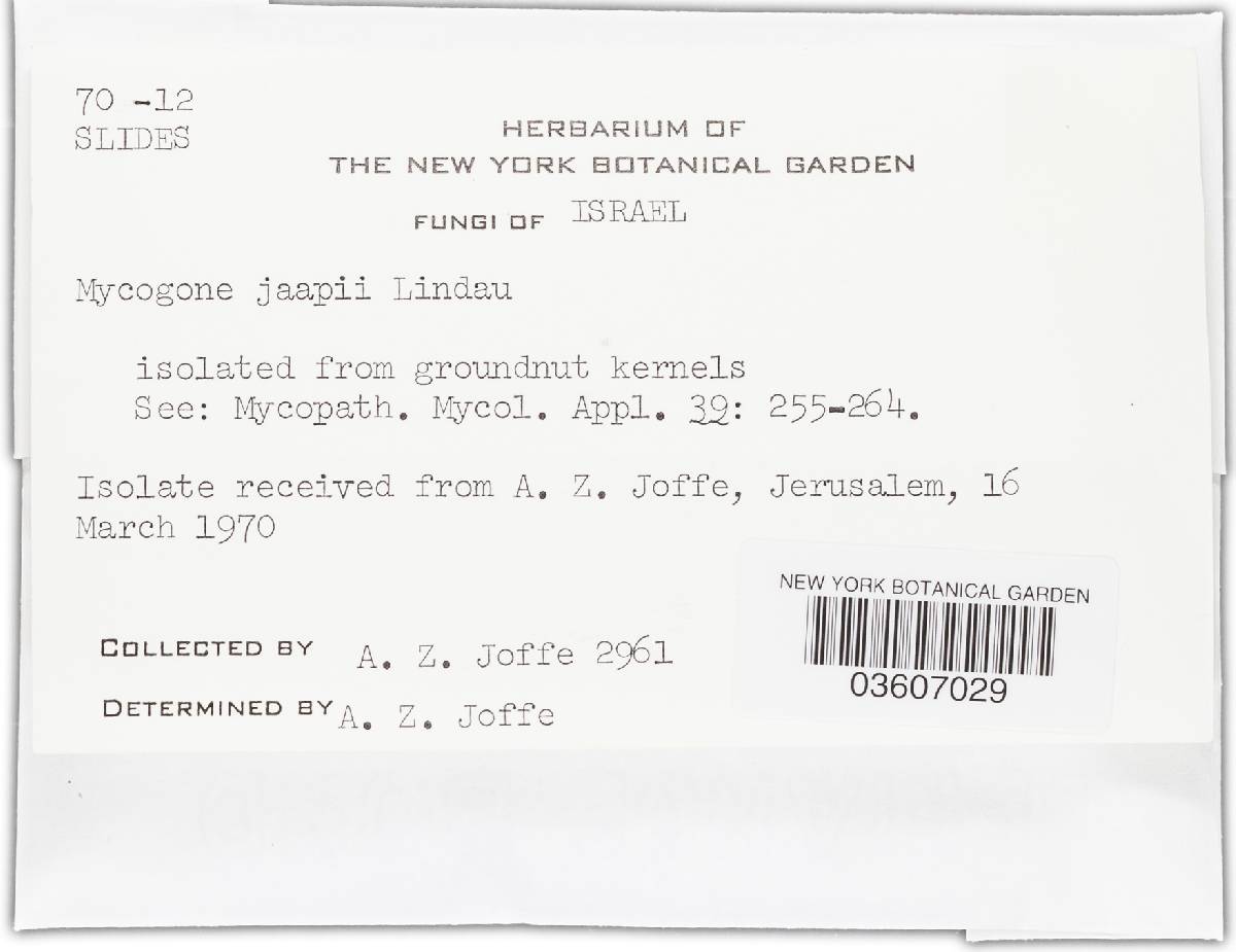 Mycogone jaapii image