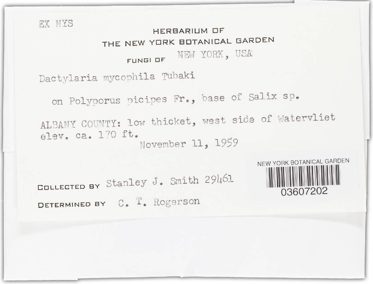 Nematogonum parasiticum image