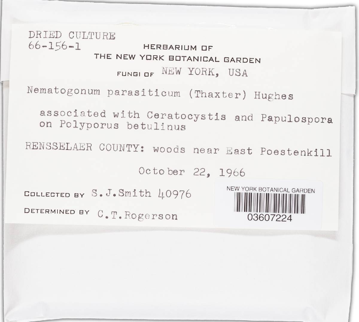 Nematogonum parasiticum image