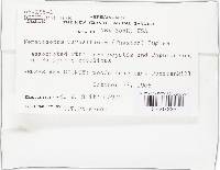 Nematogonum parasiticum image