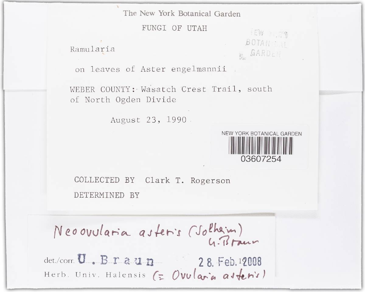 Neoramularia asteris image