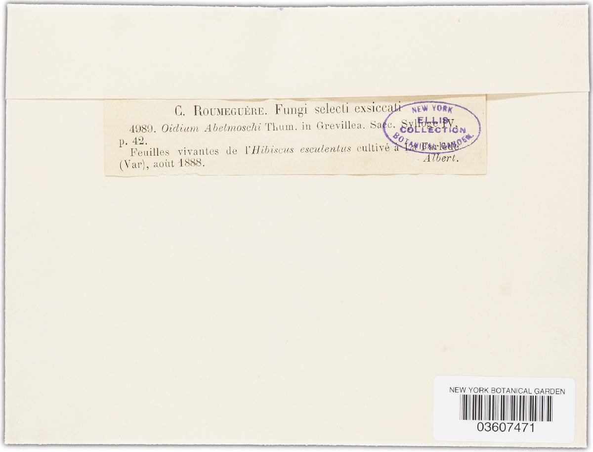 Oidium abelmoschi image