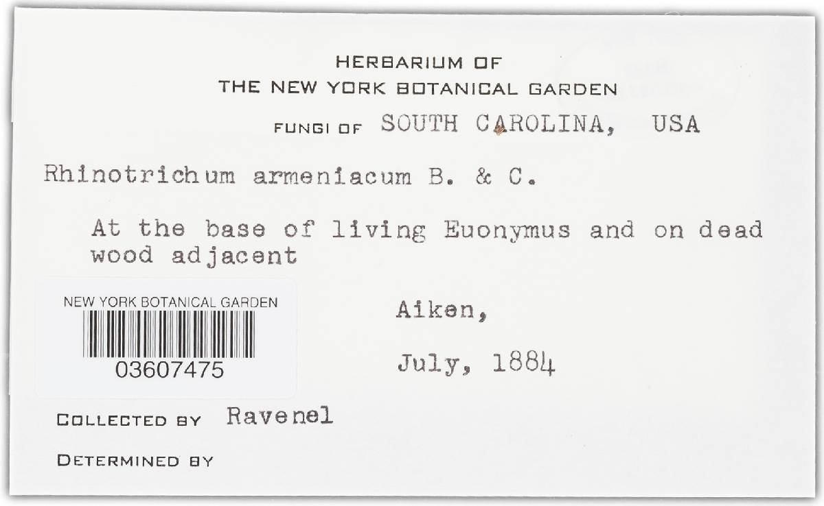 Oidium armeniacum image