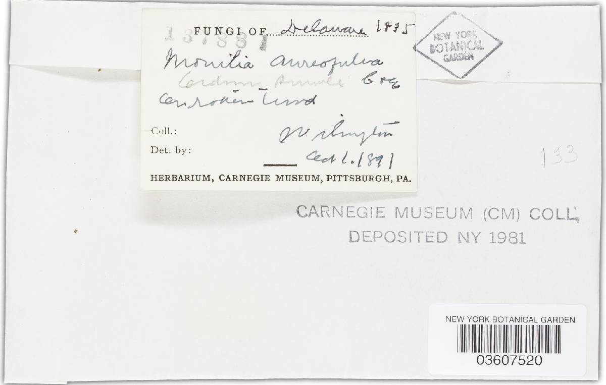 Oidium aureofulvum image