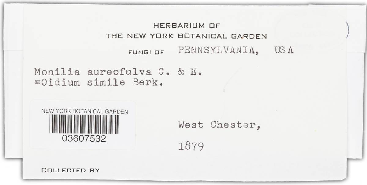 Oidium aureofulvum image