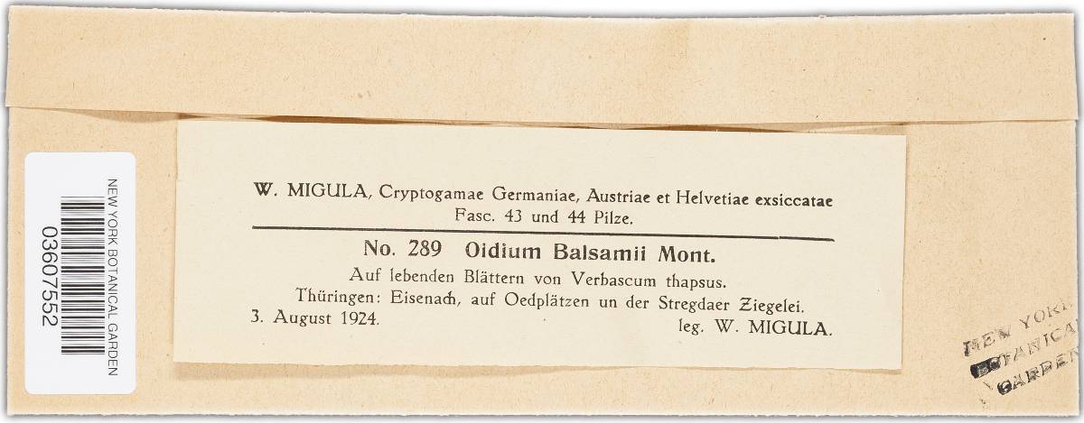 Oidium balsamii image