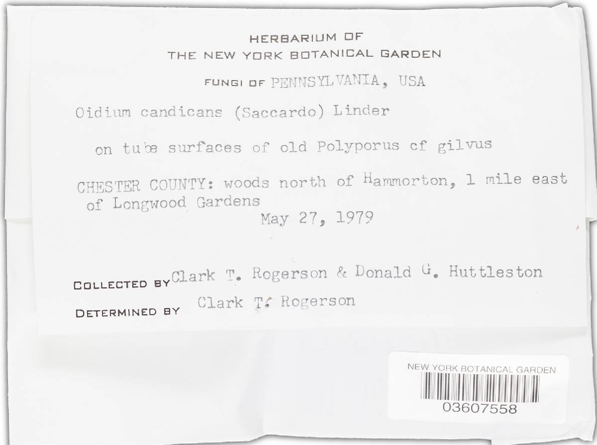 Oidium candicans image