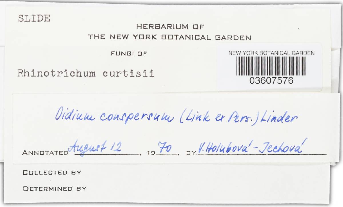 Botryobasidium conspersum image