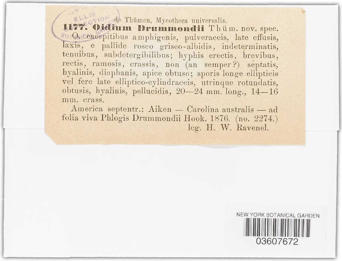 Oidium drummondii image