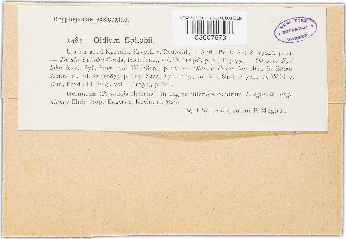 Oidium epilobii image