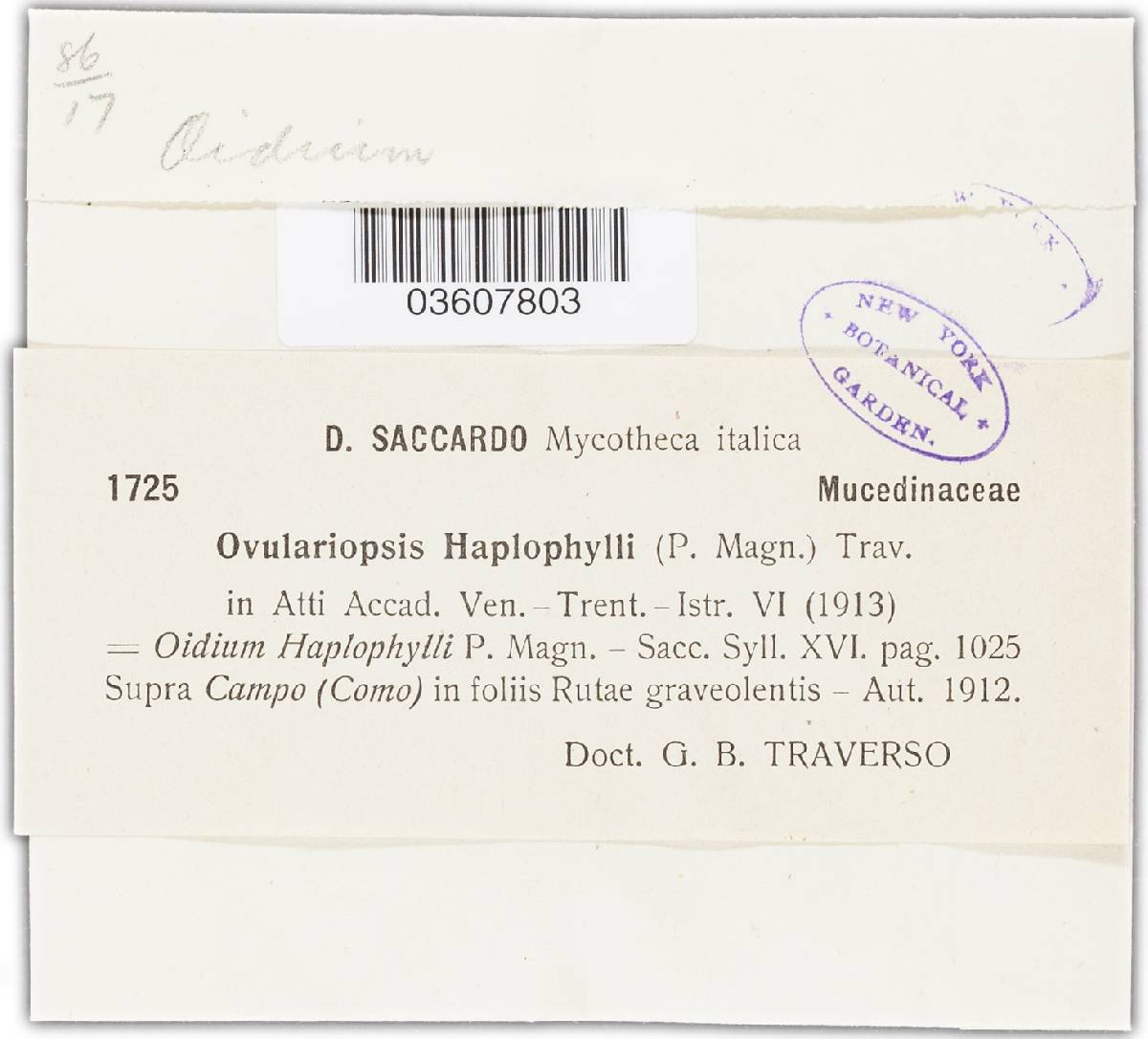 Oidium haplophylli image