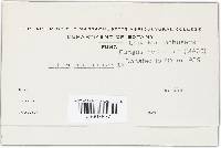 Blumeria graminis image